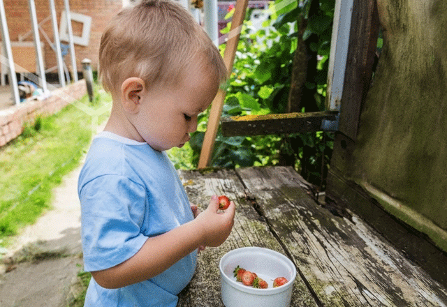 Little boy eating strawberries.