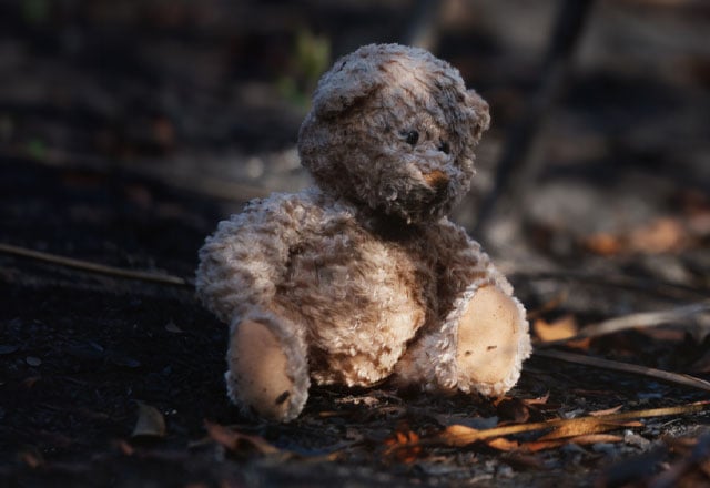 Teddy bear in a forest after a fire