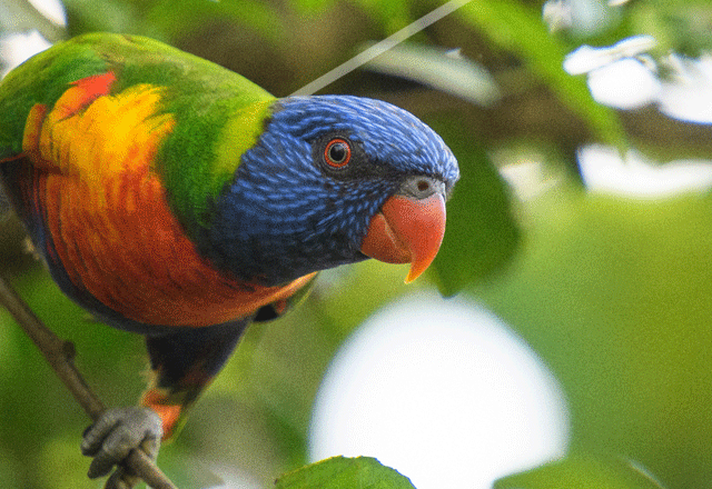 Rainbow lorikeet amongst the leaves.