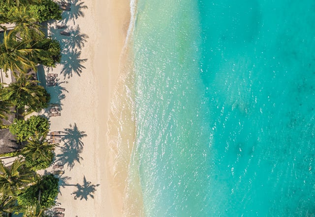 A tropical beach lined with palm trees